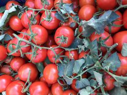 fresh homemade tomatoes
