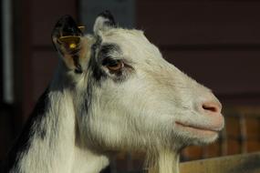 Goat Pet Farm