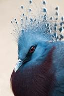 Bird Plumage Birds