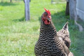Bird Nature Poultry