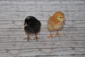 Chicks Fluffy Cute