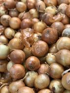 Onion harvest in a box