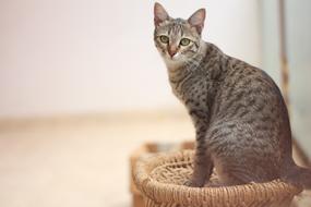 spotted domestic cat