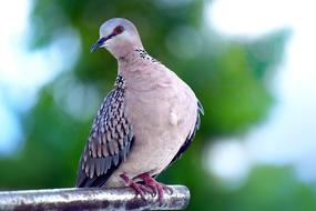 Bird Wildlife Nature