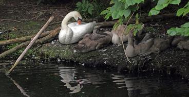 Swan Bird Family