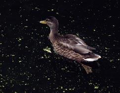 Duck Bird Animal