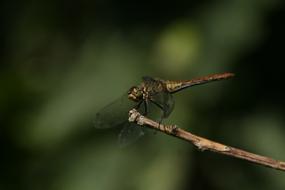 dragonfly on a branch in the woods