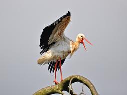 Stork Bird Animal