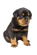 cute little puppy portrait
