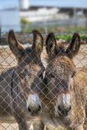 Donkeys Animal Head