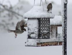 Bird Winter Snow