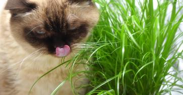 British Shorthair Cat Grass Eat