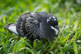 Dove Bird