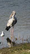 Bird Stork Asian Openbill