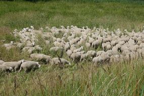 Flock Of Sheep Grass Meadow