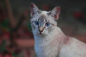 Cat Moon Blue