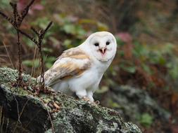 Bird Animal Owl Barn