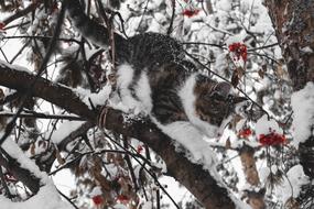 Cat Winter Kitten