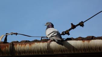 bird on rustic roof
