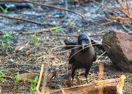 Bird Nature Wildlife