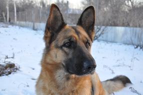 portrait of shepherd dog at winter