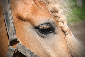 Portrait Horse Animal