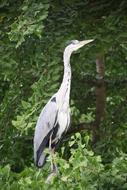 long white heron by the trees