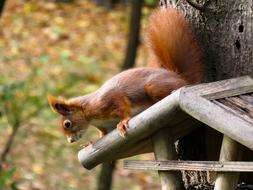 Squirrel Animal Rodent Verifiable