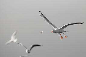 Bird Wildlife Seagulls
