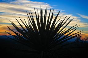 Yucca Against New Mexico Sunset