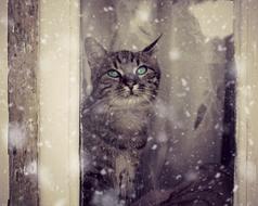 Cat Window Snow