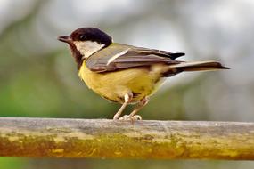 Tit Songbird Bird Small