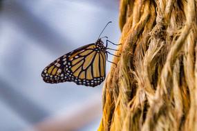 butterfly on a tree pole