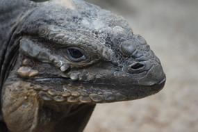 Monitor Lizards Komodo Lizard