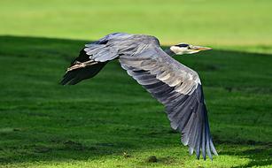 Heron Wading Bird Animal