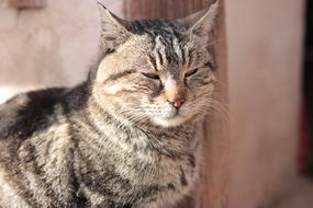 Cute Animal Cat