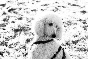 white poodle fluffy