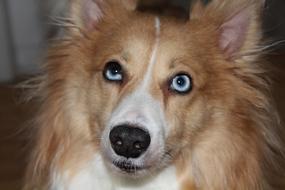Dog Mammal Canine