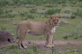 Mammal Lion Animal World