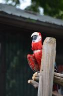 Red Macaw Parrot