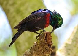 Bird Animal World Nature