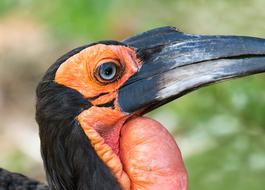 Southern Ground Hornbill Bird portrait