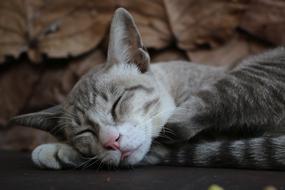 Hairy Cat Sleep