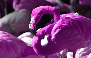 Flamingo Bird Colorful