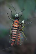 Insect Invertebrate Wildlife