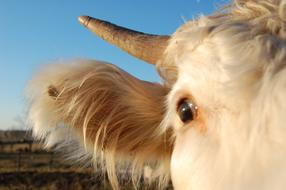 Cow Farm Cattle