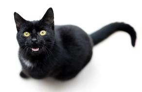 Cat Black Meow