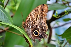 Butterfly Tropical