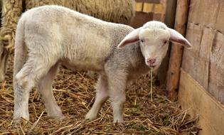 Lamb Sheep Young