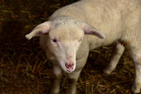 Lamb Sheep Young